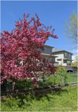 IMG_3371-Airdrie.jpg