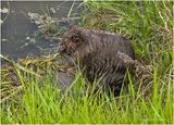 IMG_3448-Beaver.jpg