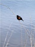 DSC00553-Red-winged Blackbird-male.jpg