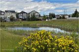 IMG_3581-Airdrie.jpg