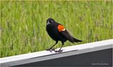 DSC00734-Red-winged Blackbird-male.jpg