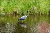 DSC00755-Great Blue Heron.jpg