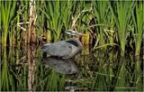 DSC00821-Great Blue Heron.jpg