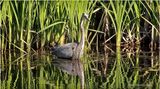 DSC00839-Great Blue Heron.jpg