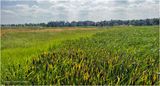 IMG_3987a-Airdrie.jpg