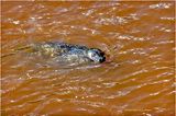 IMG_4241-Harbour Seal.jpg