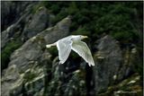 DSC01883-Sea Gull.jpg
