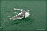 DSC01960-Fighting Gulls.jpg