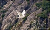 DSC01881-Sea Gull.jpg