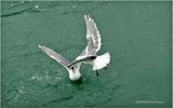 DSC01959-Fighting Gulls.jpg