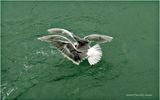 DSC01961-Fighting Gulls.jpg
