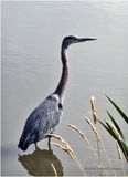 IMG_6020-Great Blue Heron.jpg