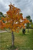 IMG_5983-Airdrie.jpg