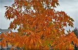 IMG_5991.jpg