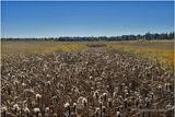 IMG_6132-Airdrie.jpg