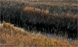 IMG_6434.jpg
