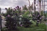 img099-Yukon.jpg