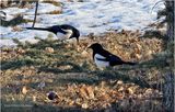 IMG_7168-Black billed Magpie.jpg