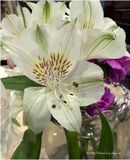 IMG_7166-Table flowers.jpg