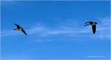 IMG_7789-Canada Geese.jpg