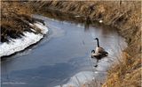 IMG_7795-Canada Geese.jpg