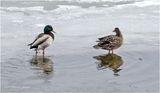 IMG_7822-Mallards.jpg