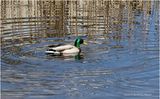 IMG_8123-Mallard.jpg