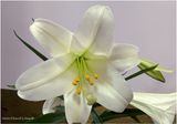 IMG_8329-Easter Lily.jpg