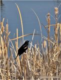 IMG_8304-Red-winged Blackbird.jpg