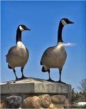 IMG_8498-Canmada Geese.jpg