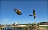 IMG_8510-Canada Geese.jpg