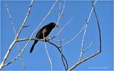 IMG_8377-Common Grackle.jpg