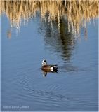 IMG_8383-unidentified.jpg
