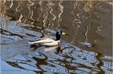 IMG_8468-Common Merganser.jpg