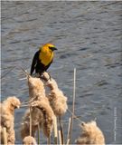 IMG_8529-Yellow Headed Blackbied.jpg