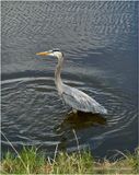 IMG_8679-Great Blue Heron.jpg