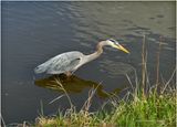IMG_8686-Great Blue Heron.jpg