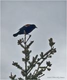 IMG_0094-Red-winged Blackbird.jpg
