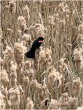 IMG_0101-Red-winged Blackbird.jpg