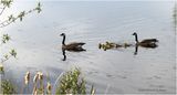 IMG_0144-Canada Geese.jpg