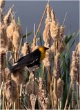 IMG_0148-Yellow-headed Black Bird.jpg
