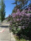 IMG_0181-Airdrie.jpg