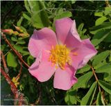 IMG_0399-Wild Rose.jpg