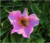 IMG_0381-Wild Rose.jpg