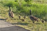 IMG_0426-Canada Geese.jpg