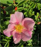 IMG_0503-Wild Rose.jpg