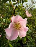 IMG_0508-Wild Rose.jpg