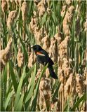 IMG_0639-Red-Winged Black Bird.jpg