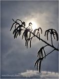 IMG_8221.jpg
