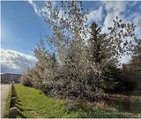 IMG_8269-Airdrie.jpg